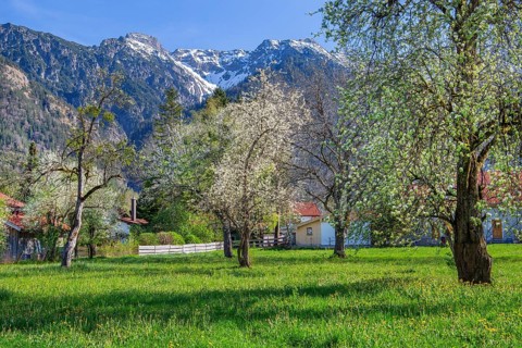 Spring meadow with blossoming trees in the village in front of Hohe Kisten 1922m in the