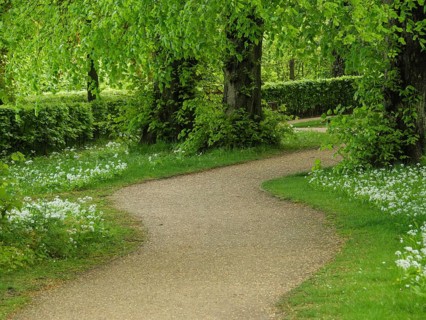 A forest path lined with green plants and white flowers leads into the thicket, small footpath