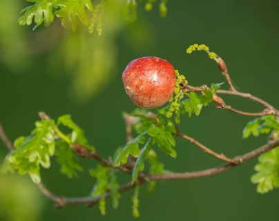 Gall, gall apple on oak (Quercus), Common oak gall wasp (Cynips quercusfolii), Lower Saxony,