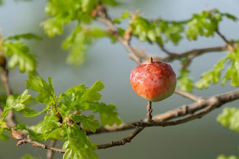 Gall, gall apple on oak (Quercus), Common oak gall wasp (Cynips quercusfolii), Lower Saxony,