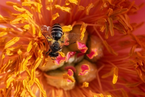 Common narrow-winged bee (Lasioglossum calceatum) in peony blossom, Emsland, Lower Saxony, Germany,