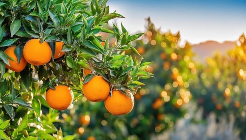 Sunlit orange trees in a plantation, ripe fruit visible, AI generated, AI generated