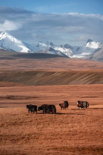Glaciated and snow-covered mountains, yaks grazing on the plateau in autumnal mountain landscape