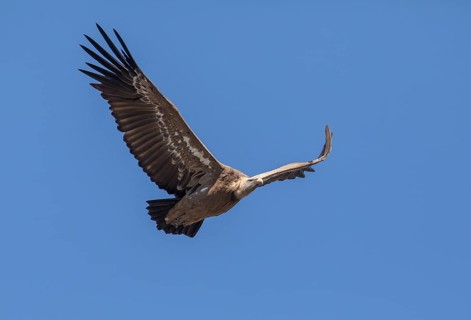 Griffon vulture (Gyps fulvus), Monfraguee National Park, Extremadura, Castilla La Mancha, Spain,