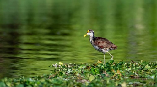 Northern jacana (Jacana spinosa), female standing on floating plants in the water, Tortuguero
