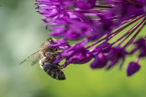 Honey bee (Apis mellifera) on ornamental leek (Allium aflatuense), Emsland, Lower Saxony, Germany,