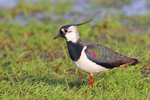 Northern lapwing (Vanellus vanellus), in a wet meadow, Ochsenmoor on Lake Duemmer, Lower Saxony,