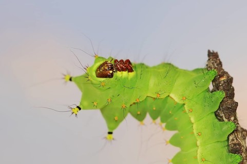 Indian luna moth (Actias selene), caterpillar, captive, occurrence in Asia
