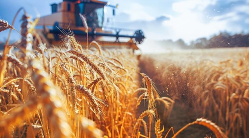 Combine harvester. collecting harvest of rye and wheat, Agriculture grain farming concept, AI