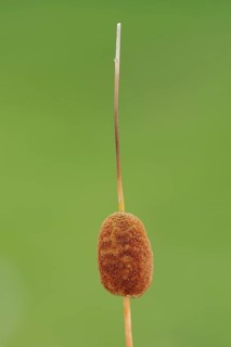 Small cattail or least bulrush (Typha minima), fruit stand, Austria, Europe