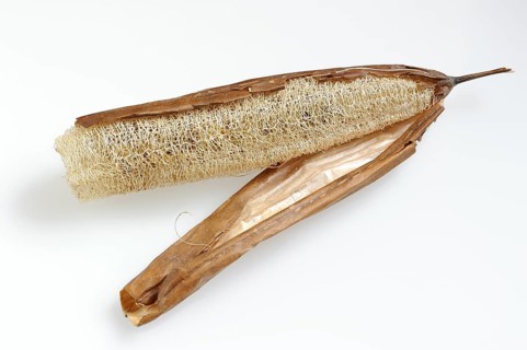 Sponge cucumber (Luffa aegyptiaca, Luffa cylindrica), fibrous interior of the ripe fruit, used as a