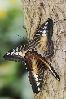 Parthenos sylvia brown (Parthenos sylvia brown), pair copulating, captive, occurring in Asia