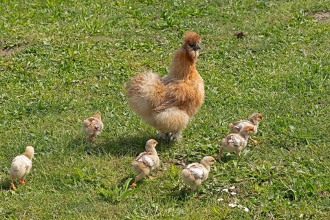 Silk hen with Wyandotte chick, hen, Wittorf, Samtgemeinde Bardowick, Lower Saxony, Germany, Europe