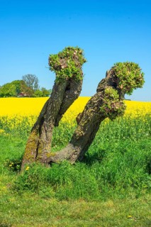 Pruned willow tree at a feld with flowering rapeseed (Brassica napus) and blue sky in Roegla, Ystad
