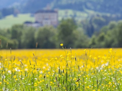 Meadow with tall buttercups (Ranunculus acris), buttercup, common buttercup, near Irdning, Ennstal,