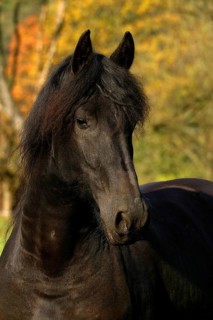 Friesian, Friesian horse