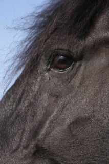 Friesian, Friesian horse