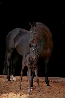 Hanoverian, mare with foal