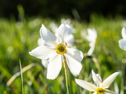 Star narcissus (Narcissus radiiflorus), near Irdning, Ennstal, Styria, Austria, Europe