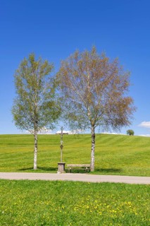 Wayside cross with bench on a path, birch trees, Allgaeu Alps, Ostallgaeu, near Buching, Allgaeu,