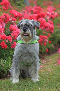Schnauzer, middle schnauzer, stands in the rose bed