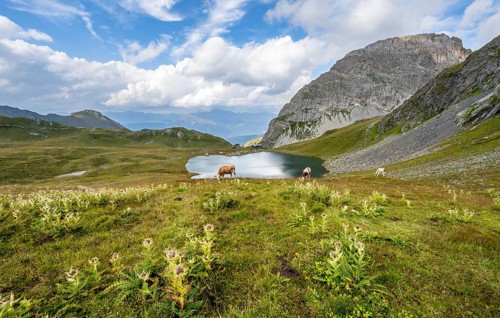 Cows and blooming thistles on a mountain meadow, mountain hut Obstanserseehuette at the mountain