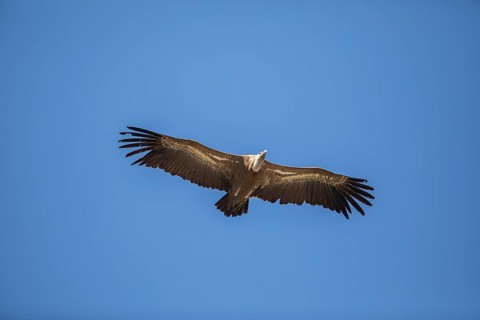 Griffon vulture (Gyps fulvus), Monfraguee National Park, Extremadura, Castilla La Mancha, Spain,