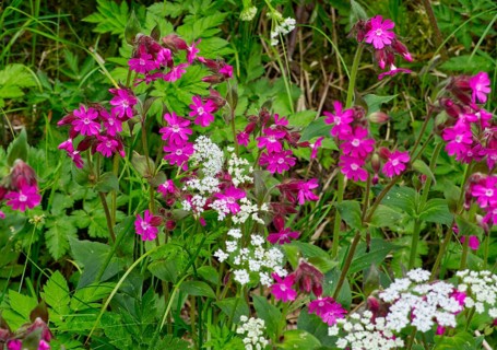 Red campions (Silene dioica) in the forest