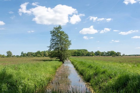 Quiet watercourse, irrigation ditch, melioration ditch, meadow landscape, Droemling Biosphere