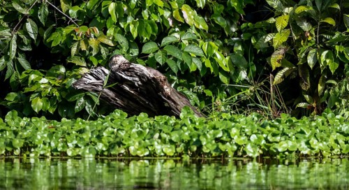 Neotropical otter (Lontra longicaudis), lying on a branch at the water's edge, Tortuguero National