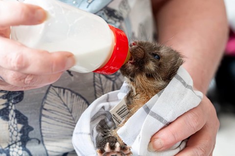 Beech marten (Martes foina), practical animal welfare, young animal receives milk with a bottle in