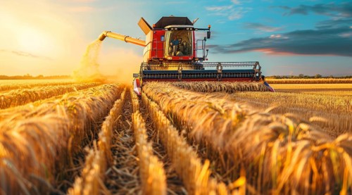 Combine harvester. collecting harvest of rye and wheat, Agriculture grain farming concept, AI