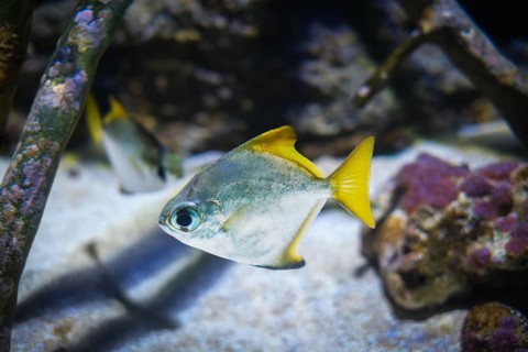 Silver moony Monodactylus argenteus aka silver moonyfish, silver moony, butter bream or diamondfish