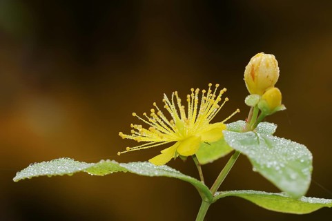 Sweet-amber (Hypericum androsaemum), flower, ornamental plant, North Rhine-Westphalia, Germany,