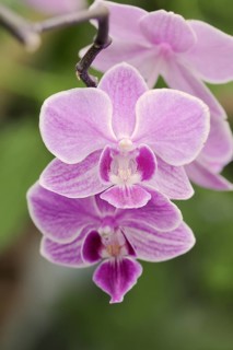 Butterfly orchid (Phalaenopsis), flower, houseplant, North Rhine-Westphalia, Germany, Europe