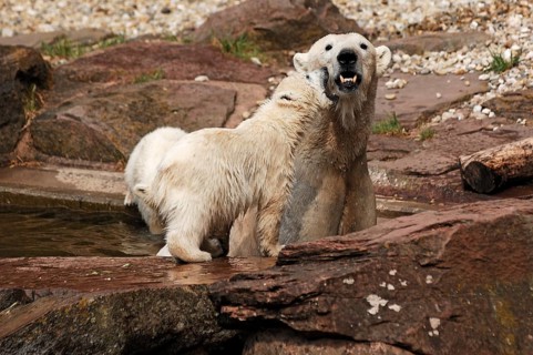 Polar bear mother with two young polar bears (Ursus maritimus) . Nuremberg Zoo, Am Tiergarten 30,