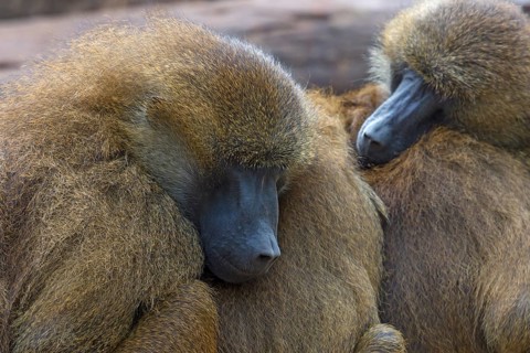 Guinea baboons, also known as sphinx baboons or guinea baboon (Papio papio), Nuremberg Zoo, Middle