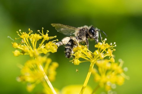 Honey bee (Apis mellifera) a Yellow umbel (Smyrnium perfoliatum), Emsland, Lower Saxony, Germany,
