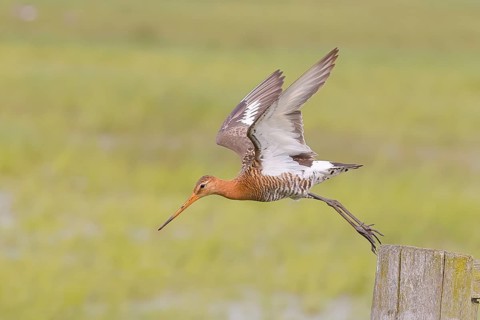 Black-tailed godwit (limosa limosa) take-off from pasture fence, snipe birds, wildlife, Ochsenmoor,