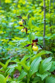 Lady's-slipper orchid (Cypripedium calceolus) blooming in a forest