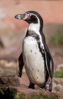Humboldt penguin (Spheniscus humboldti) standing on a rock, occurrence in South America, captive,