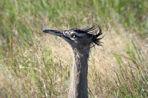 Kori bustard (Ardeotis kori) close up, Serengeti National Park, Tanzania, Africa