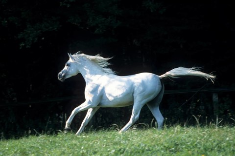 Arabian, Horse