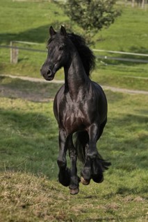 Friesian, Friesian horse