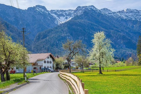 Village street and spring meadow with blossoming trees in front of Hohe Kisten 1922m in the