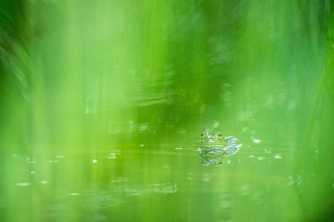 Green frog (PELOPHYLAX ESCULENTUS), Unterallgaeu, Bavaria