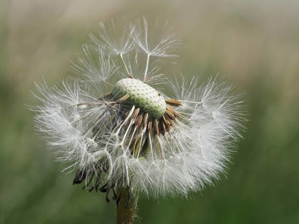 Common dandelion (Taraxacum officinale), dandelion, close-up with focus stacking, St. Jakob im