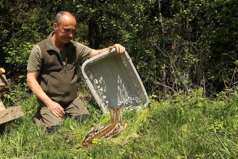 European roe deer (Capreolus capreolus) fawn rescue, fawn rescued in front of mowing is released