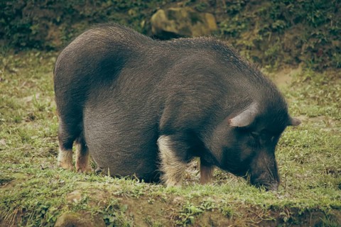 A pregnant Vietnamese indigenous pig breed called Tap Na seen grazing in the village countryside of