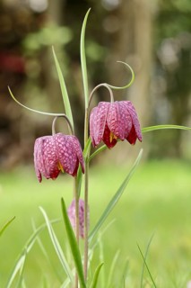 Snake's head fritillary (Fritillaria meleagris), flowers in a meadow, inflorescence, early bloomer,